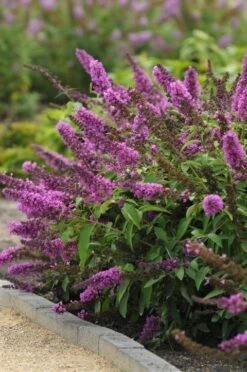Vlinderstruik (Buddleja Davidii Petite 'Tutti Frutti') -OL Planten Winkel buddleja podaras tuttifruitti 02