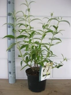 Vlinderstruik (Buddleja Davidii 'White Profusion') -OL Planten Winkel buddleja white profusion c3 10 7 2016
