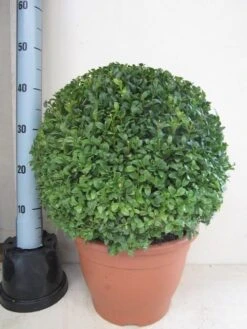 Buxusbol (Buxus Sempervirens, Bolvorm) 41 Buxusbol (Buxus Sempervirens, Bolvorm) -OL Planten Winkel buxus 40 cm bol