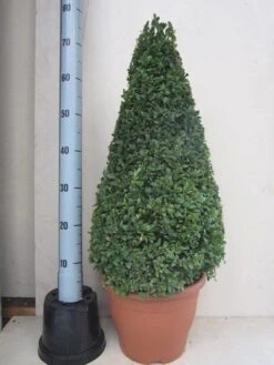Buxus Als Pyramide (Buxus Sempervirens) -OL Planten Winkel buxus 50 60 pyramide 1
