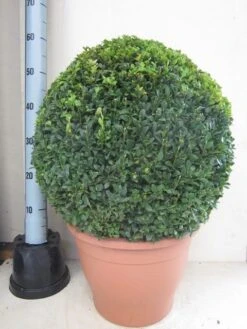 Buxusbol (Buxus Sempervirens, Bolvorm) -OL Planten Winkel buxus 50 cm bol 1