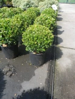 Buxus Meeneemhaag (Buxus Microphylla 'Faulkner') -OL Planten Winkel buxus microphylla faulkner bol 25 30
