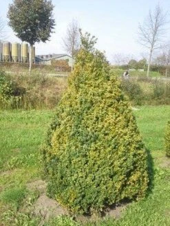 Buxus Als Pyramide (Buxus Sempervirens) -OL Planten Winkel buxus semp 160 180 1