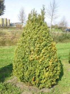 Buxus Als Pyramide (Buxus Sempervirens) -OL Planten Winkel buxus semp 160 180 1
