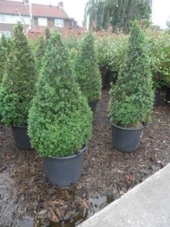 Buxus Als Pyramide (Buxus Sempervirens) -OL Planten Winkel buxus sempervirens 60 80 100 c35 pyramide 1
