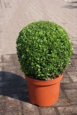 Buxusbol (Buxus Sempervirens, Bolvorm) -OL Planten Winkel buxus sempervirens bol 1