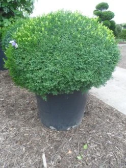 Buxusbol (Buxus Sempervirens, Bolvorm) 35 Buxusbol (Buxus Sempervirens, Bolvorm) -OL Planten Winkel buxus sempervirens bol 120 130