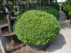 Buxusbol (Buxus Sempervirens, Bolvorm) -OL Planten Winkel buxus sempervirens bol 120 140 1