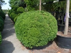 Buxusbol (Buxus Sempervirens, Bolvorm) -OL Planten Winkel buxus sempervirens bol 140 160 1