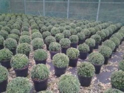 Buxusbol (Buxus Sempervirens, Bolvorm) 29 Buxusbol (Buxus Sempervirens, Bolvorm) -OL Planten Winkel buxus sempervirens bol 20 25 30 c7 10