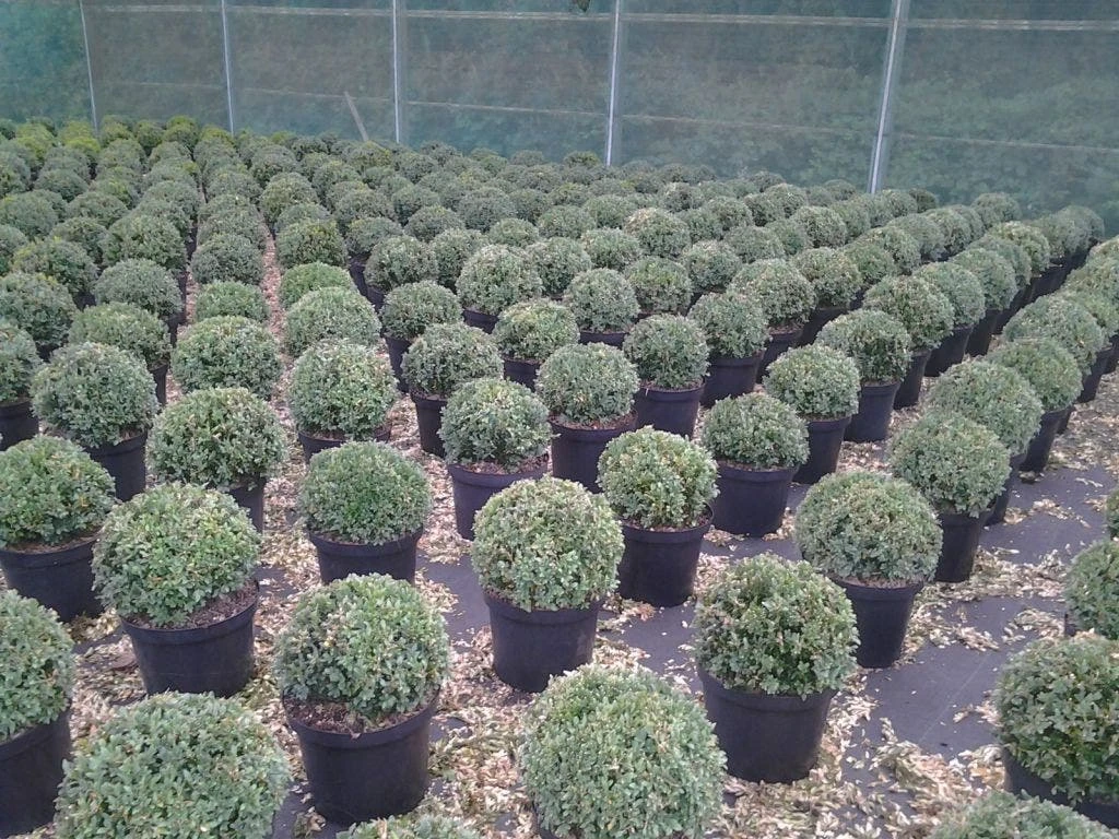 Buxusbol (Buxus Sempervirens, Bolvorm) 10 Buxusbol (Buxus Sempervirens, Bolvorm) - Afbeelding 8