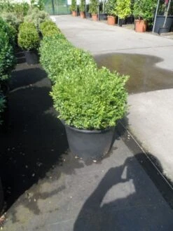 Buxusbol (Buxus Sempervirens, Bolvorm) -OL Planten Winkel buxus sempervirens bol 25 30 1