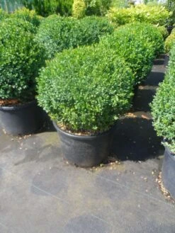 Buxusbol (Buxus Sempervirens, Bolvorm) -OL Planten Winkel buxus sempervirens bol 40 50 1