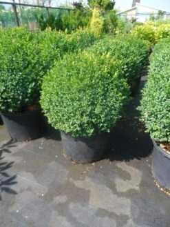 Buxusbol (Buxus Sempervirens, Bolvorm) 32 Buxusbol (Buxus Sempervirens, Bolvorm) -OL Planten Winkel buxus sempervirens bol 50 60