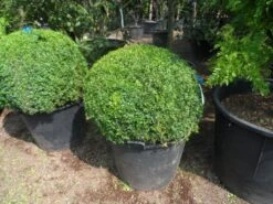 Buxusbol (Buxus Sempervirens, Bolvorm) -OL Planten Winkel buxus sempervirens bol 80 90 c110 1