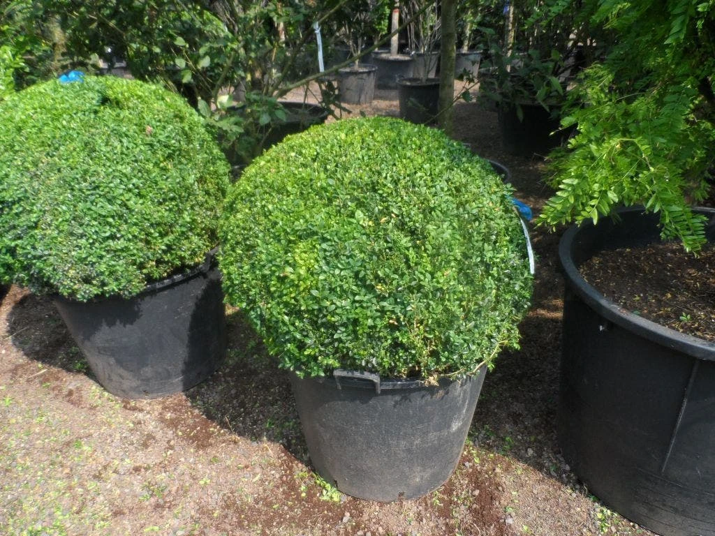 Buxusbol (Buxus Sempervirens, Bolvorm) 15 Buxusbol (Buxus Sempervirens, Bolvorm) - Afbeelding 13