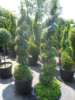 Buxus Als Spiraal (Buxus Sempervirens) 8 Buxus Als Spiraal (Buxus Sempervirens) -OL Planten Winkel buxus sempervirens spiraal 150 175 c50 70
