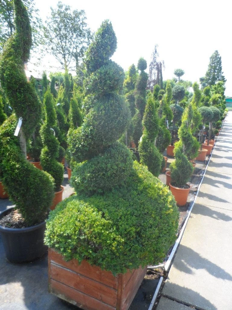 Buxus Als Spiraal (Buxus Sempervirens) 6 Buxus Als Spiraal (Buxus Sempervirens) - Afbeelding 4
