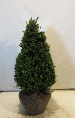 Buxus Als Pyramide (Buxus Sempervirens) -OL Planten Winkel buxuskegel050 060 1