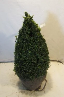 Buxus Als Pyramide (Buxus Sempervirens) -OL Planten Winkel buxuskegel060 070