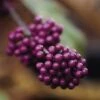 Schoonvrucht (Callicarpa Bodinieri 'Profusion') 1 Schoonvrucht (Callicarpa Bodinieri 'Profusion') -OL Planten Winkel cabprofu 30 6
