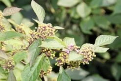 Schoonvrucht (Callicarpa Bodinieri 'Profusion') -OL Planten Winkel callicarpa bodinieri profusion 2
