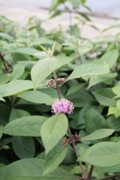 Schoonvrucht (Callicarpa Bodinieri 'Profusion') -OL Planten Winkel callicarpa bodinieri profusion 1