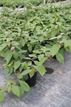 Schoonvrucht (Callicarpa Bodinieri 'Profusion') -OL Planten Winkel callicarpa bodinieri profusion 2