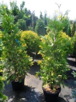 Bonte Libocedrus (Calocedrus Decurrens 'Aureovariegata') -OL Planten Winkel calocedrus decurrens aureovariegata 125 150 175