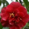 Camelia Als Leivorm (Camellia Japonica 'Doctor Burnside') -OL Planten Winkel cam 1
