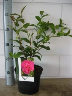 Camelia Als Leivorm (Camellia 'Debbie') -OL Planten Winkel camelia debbie c3 20 08 2018