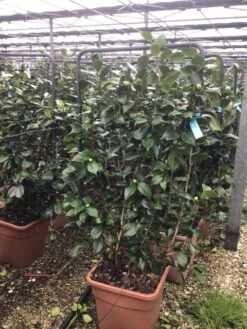 Camelia Als Leivorm (Camellia Japonica 'Bonomiana') -OL Planten Winkel camelialei 1
