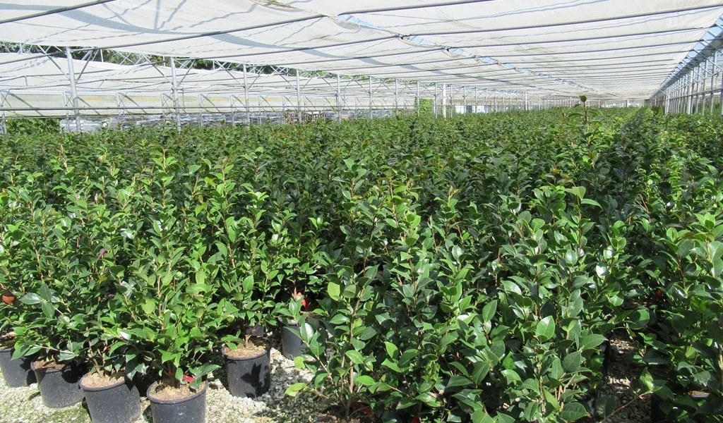 Camelia (Camellia 'Debbie') 9 Camelia (Camellia 'Debbie') - Afbeelding 7