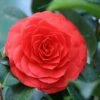 Camellia (Camellia Japonica 'Black Lace') -OL Planten Winkel camellia black lace