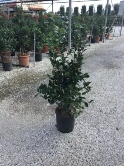 Camellia (Camellia Japonica 'Black Lace') 17 Camellia (Camellia Japonica 'Black Lace') -OL Planten Winkel camellia black lace c12 1