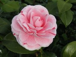 Camelia (Camellia Japonica 'Bonomiana') -OL Planten Winkel camellia bonomiana