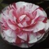 Camelia (Camellia Japonica 'Bonomiana')