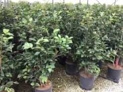 Camellia (Camellia Japonica 'Black Lace') 18 Camellia (Camellia Japonica 'Black Lace') -OL Planten Winkel camellia c12 2 1