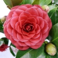 Camellia (Camellia Japonica 'Black Lace') -OL Planten Winkel camellia jap. black lace p15 premium 1 2
