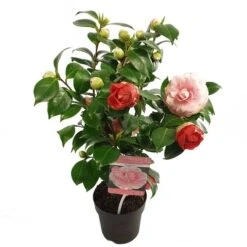 Camelia (Camellia Japonica 'Bonomiana') -OL Planten Winkel camellia jap. bonomiana p15