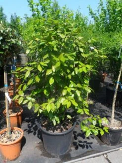 Camelia Als Leivorm (Camellia Japonica) -OL Planten Winkel camellia japonica 125 150 175 c50