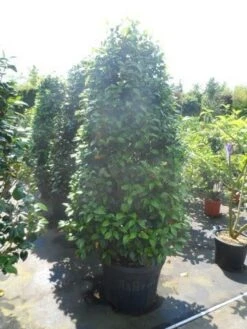 Camelia (Camellia, Rose) -OL Planten Winkel camellia japonica 175 200 1 2 1