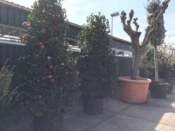 Camelia (Camellia, Rood) 26 Camelia (Camellia, Rood) -OL Planten Winkel camellia japonica 200 250 300 extra 1 1 1