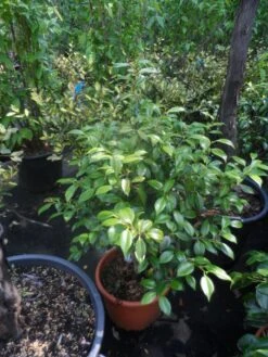 Camelia (Camellia, Rood) 22 Camelia (Camellia, Rood) -OL Planten Winkel camellia japonica 60 80 c20 25 1