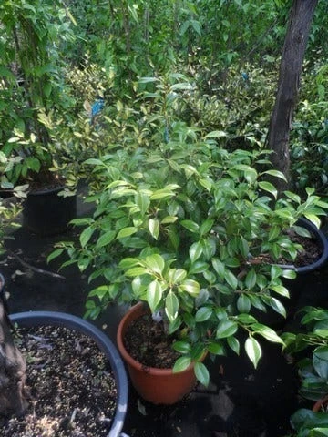 Camelia (Camellia, Rose) 11 Camelia (Camellia, Rose) - Afbeelding 9