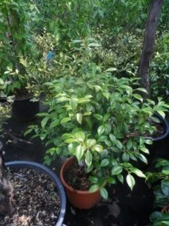 Camelia (Camellia, Rose) -OL Planten Winkel camellia japonica 60 80 c20 25 1 2