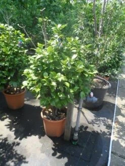 Camelia (Camellia, Wit) -OL Planten Winkel camellia japonica 80 100 1 1