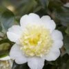 Camelia (Camellia Japonica 'Brushfield's Yellow') -OL Planten Winkel camellia japonica brushfield s yellow