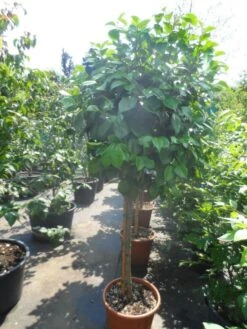 Camelia Op Stam (Camellia Japonica) -OL Planten Winkel camellia japonica halfstam c35 50