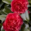 Camelia (Camellia Japonica 'Kramer's Supreme') -OL Planten Winkel camellia japonica kramer s supreme 1